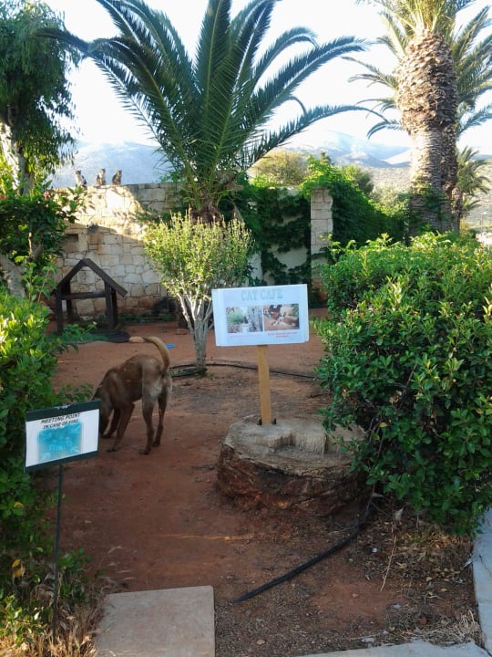 Hund zu Besuch im Catcafe Phãea Cretan Malia