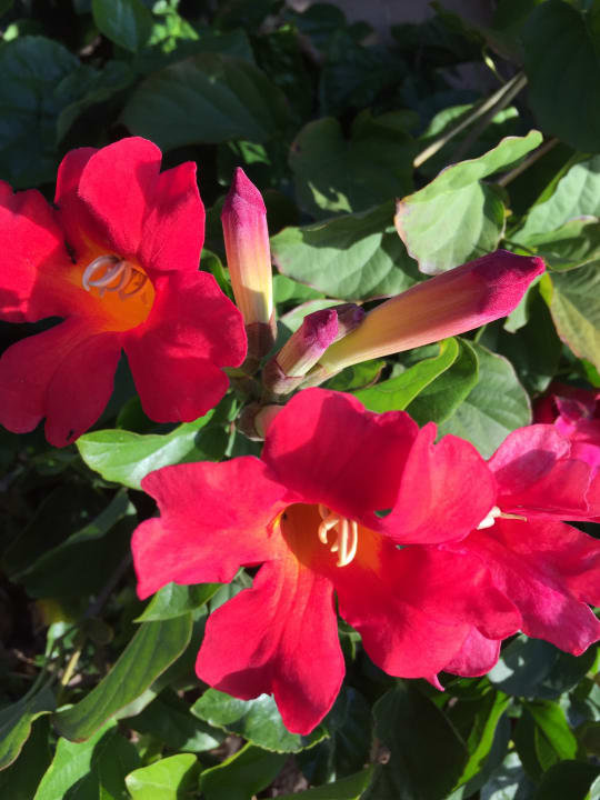 Gartenanlage Capo dei Greci Taormina Coast Resort Hotel & Spa