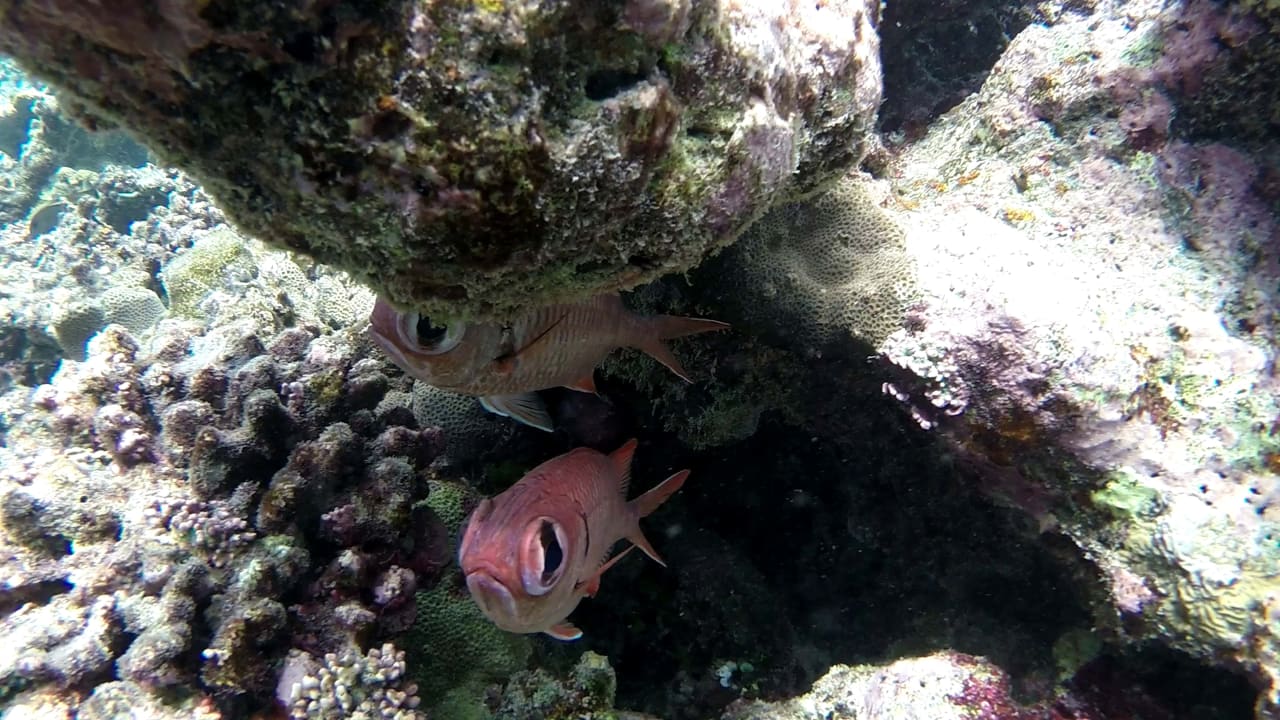 Sport & Freizeit Eri Maldives