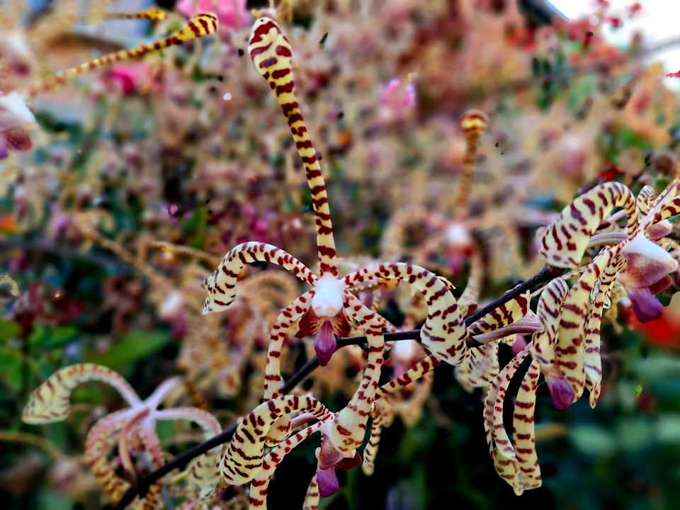 Gartenanlage Lac Hotel