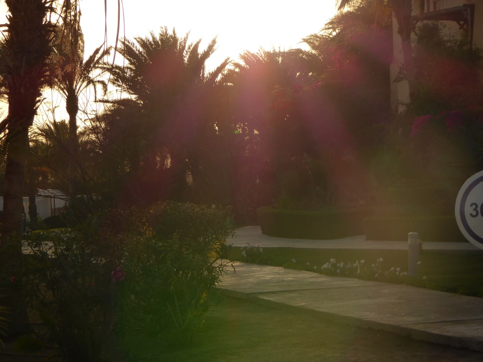 Gartenanlage Steigenberger Coraya Beach - Adults only