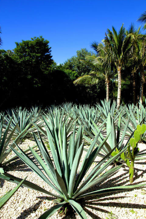 Агава Grand Palladium Select White Sand Resort & Spa