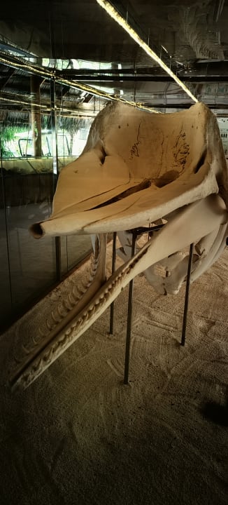 Sonstiges Kuramathi Maldives