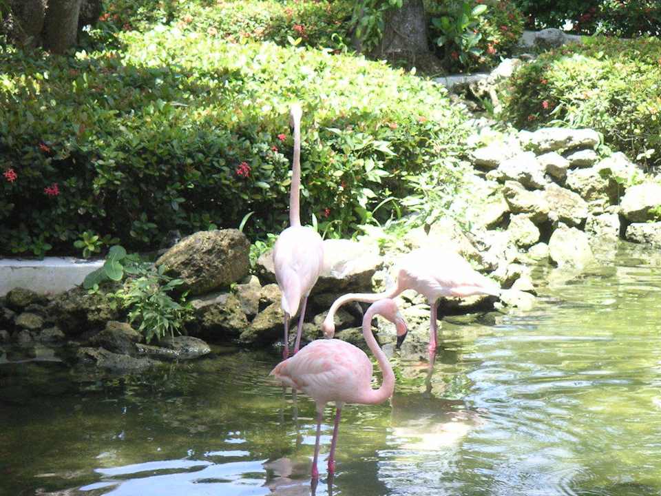 Flamingos Grand Palladium Select Bávaro Resort & Spa