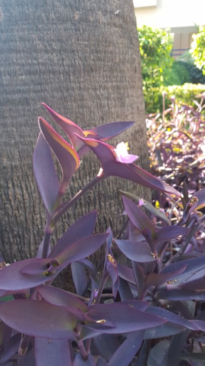 Gartenanlage Labranda Alantur Resort