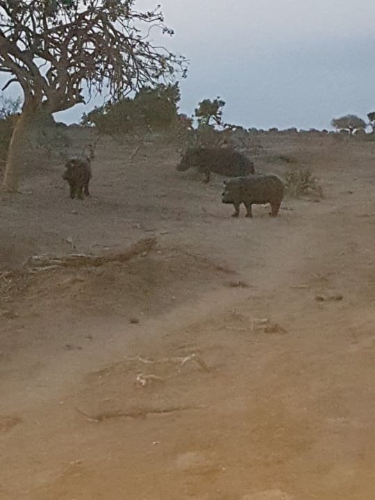 Hippos  Satao Camp