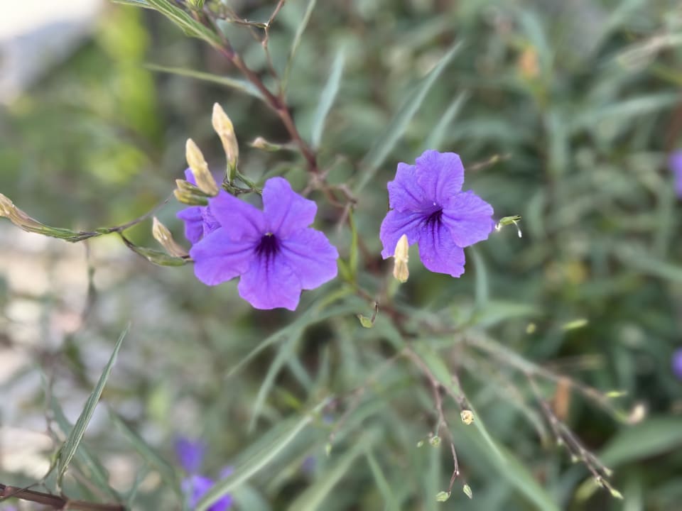 Gartenanlage Belek Beach Resort Hotel
