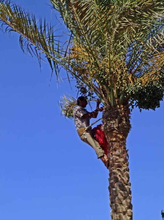 Die Datteln werden in Netze eingepackt Pickalbatros Dana Beach Resort - Hurghada