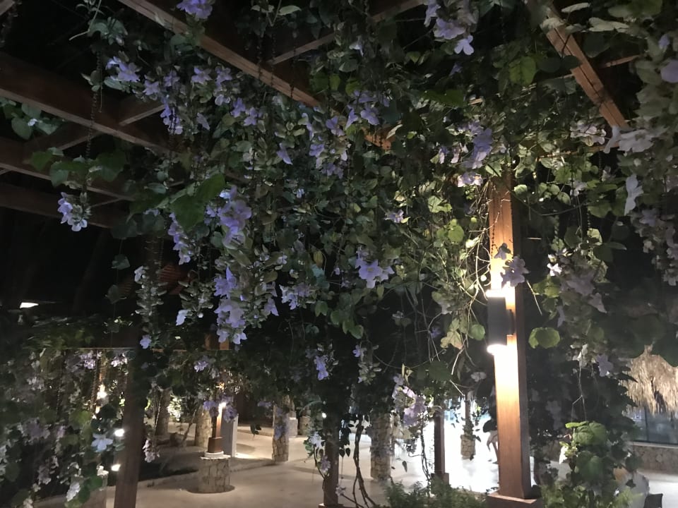 Gartenanlage Hotel Viva Dominicus Beach by Wyndham - All Inclusive Resort