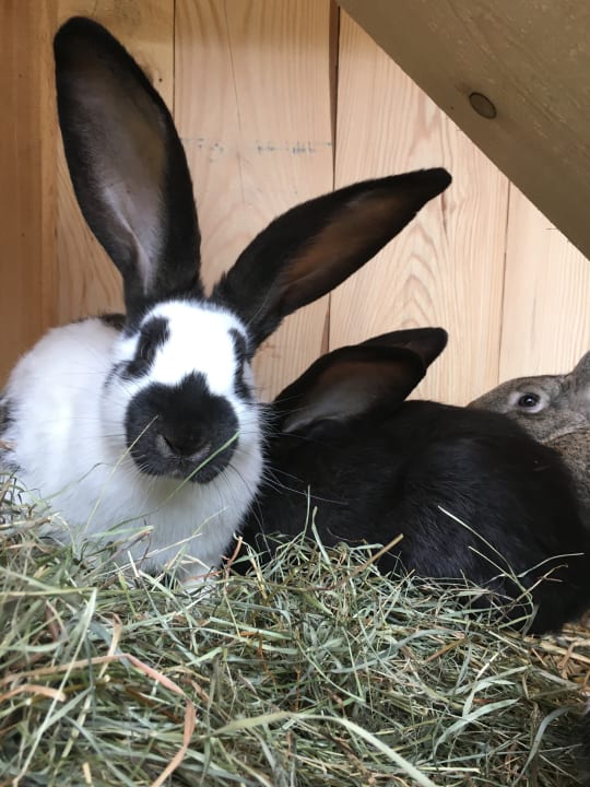 Sonstiges Pension-Biobauernhof Hagenhof