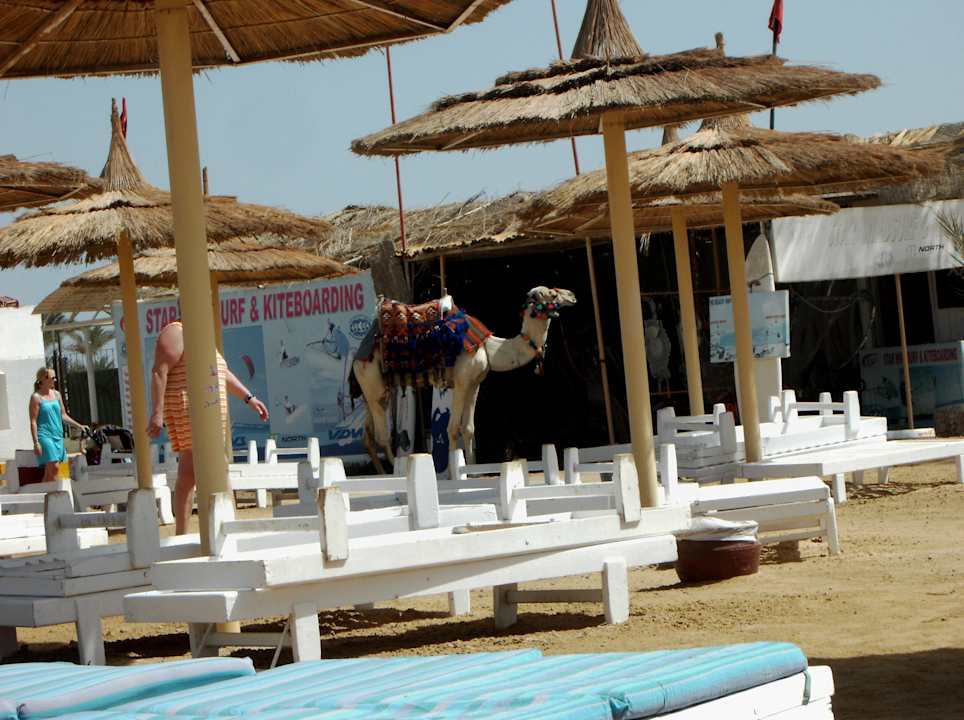 Liegen und Auflagen inklusive Pickalbatros Alf Leila Wa Leila Resort - Neverland Hurghada