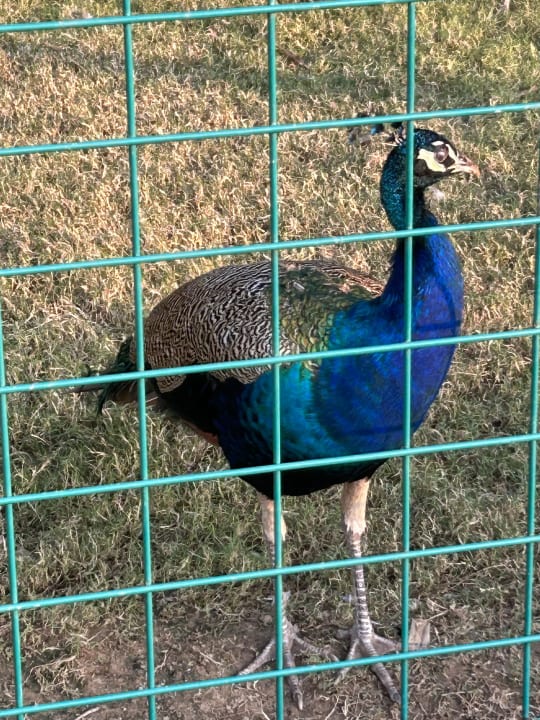 Gartenanlage Grand Hyatt Dubai