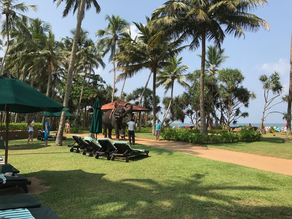 Gartenanlage Royal Palms Beach Hotel