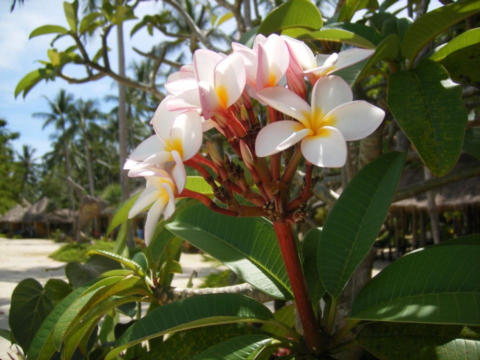 Frangipani am Restaurant Hotel Thapwarin Resort