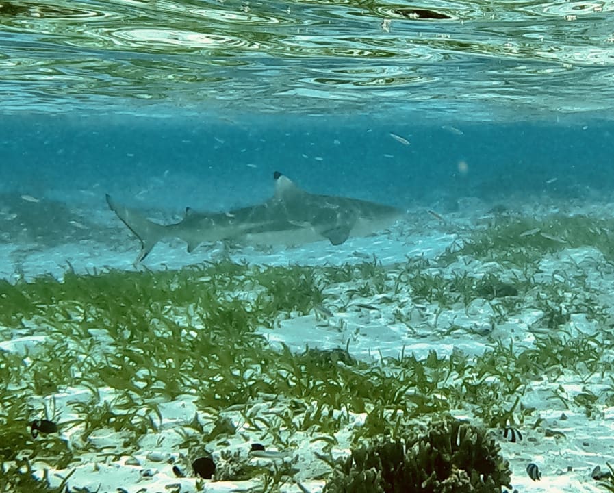 Sport & Freizeit Gili Lankanfushi Resort