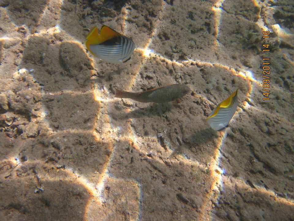 Fische direkt am Strand Albatros Sharm Resort