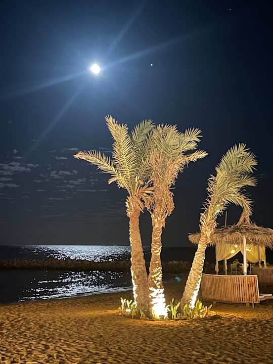 Gartenanlage Desert Rose