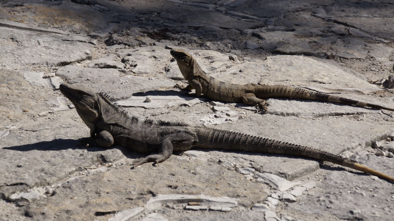 Sonstiges Akumal Bay Beach & Wellness Resort