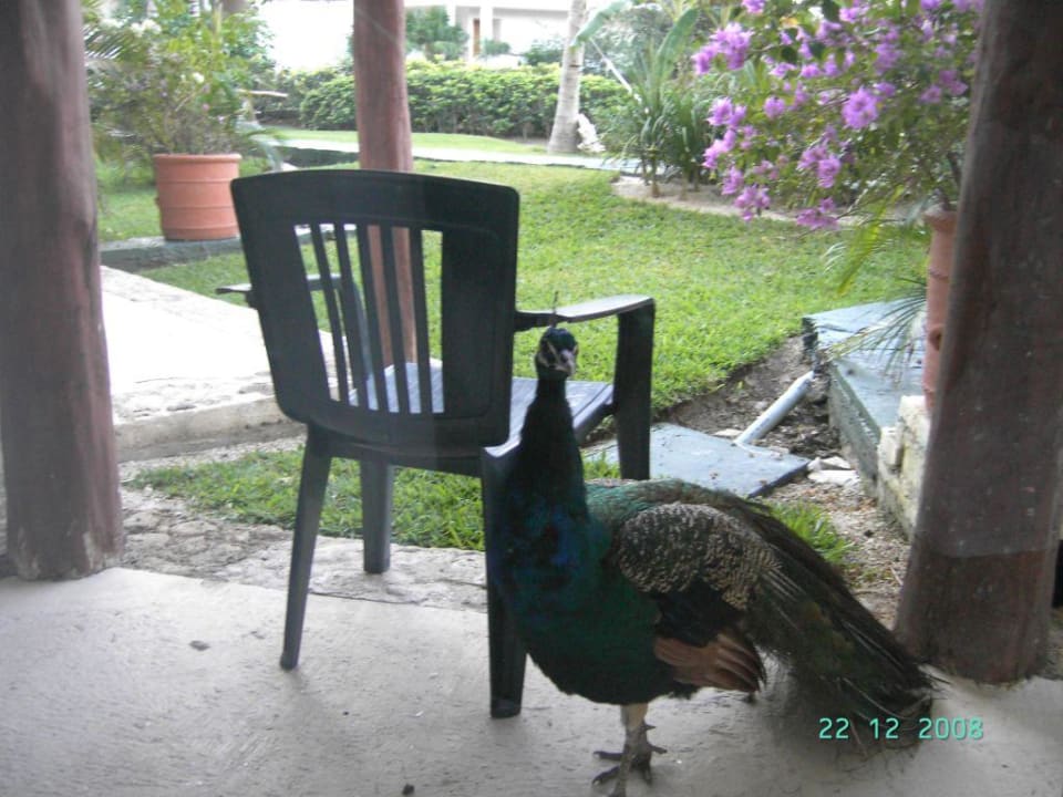 Room 2127 Akumal Building Grand Oasis Tulum Riviera - All Inclusive