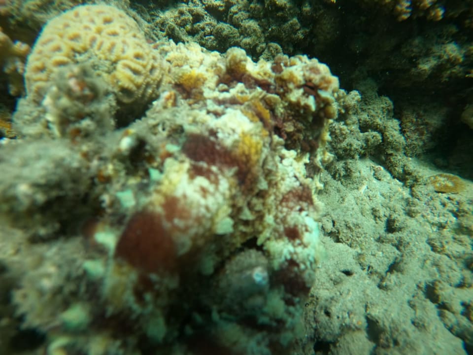 Sport & Freizeit Shams Prestige Abu Soma-Adults Only