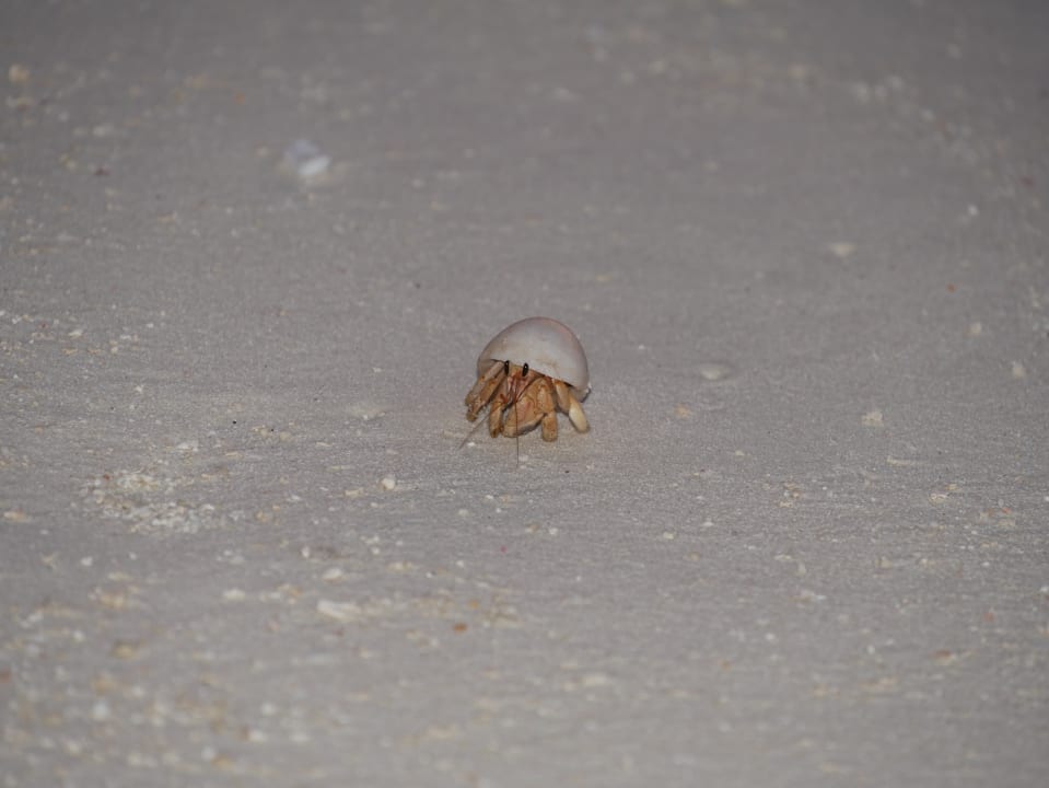 Strand Summer Island Maldives