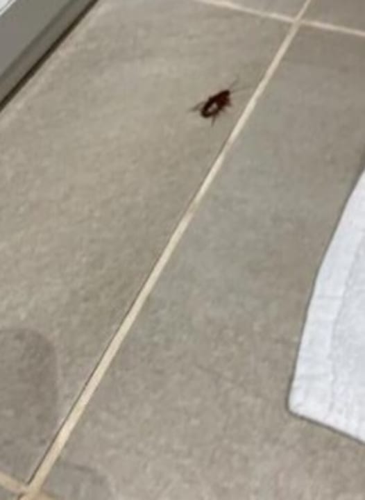 Zimmer allsun App.-Hotel Barlovento