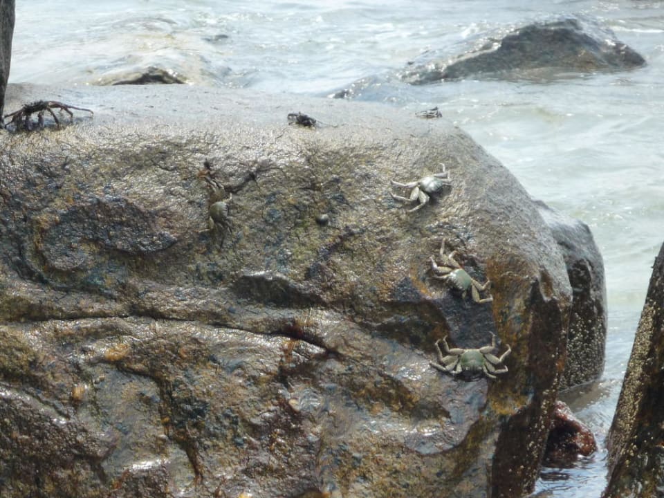 Krebse auf Felsen  The Briza Beach Resort Khaolak