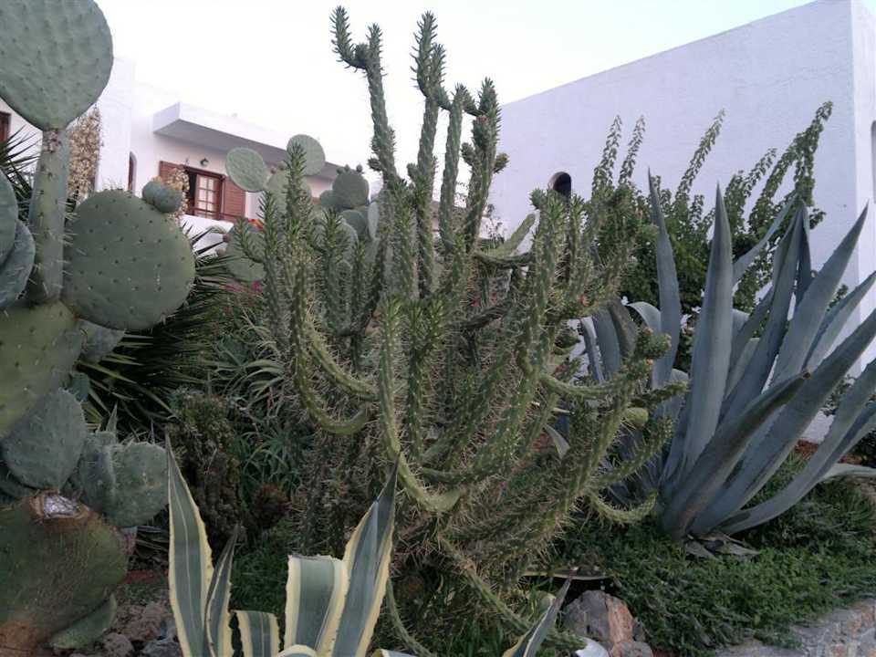 Kakteen Sentido Kyknos Beach Adults Only 16+