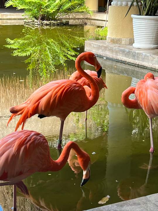 Gartenanlage Iberostar Selection Paraiso Maya Suites