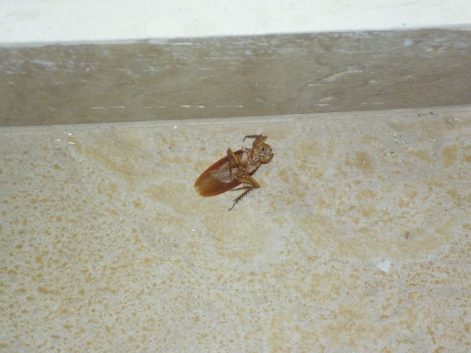 Kakerlake  Shams Safaga Resort