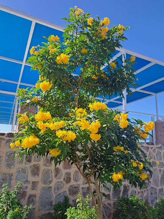 Gartenanlage Pickalbatros Villaggio Resort - Portofino