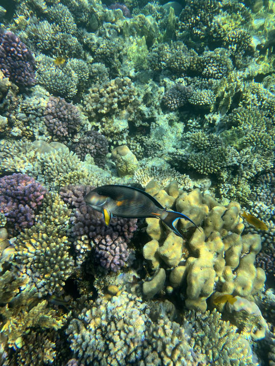 Gartenanlage Makadi Spa - Adults only