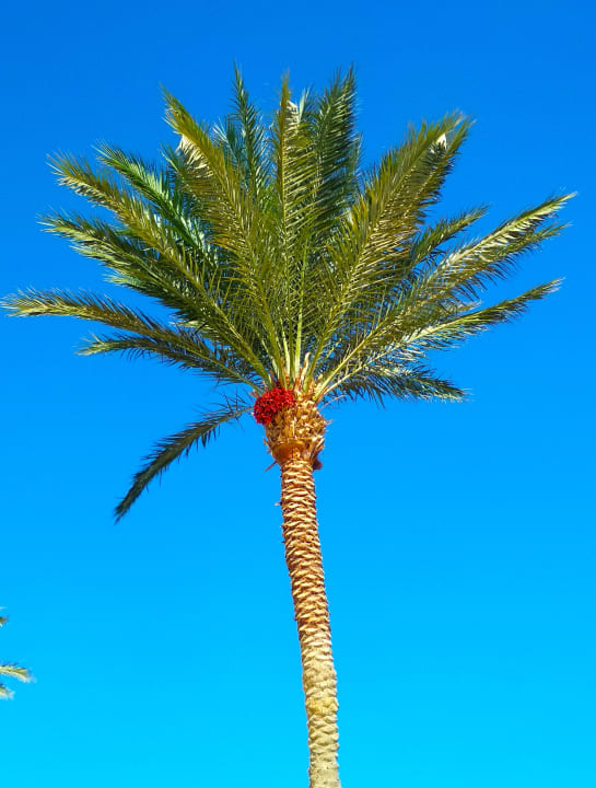 Gartenanlage Casa Mare Resort