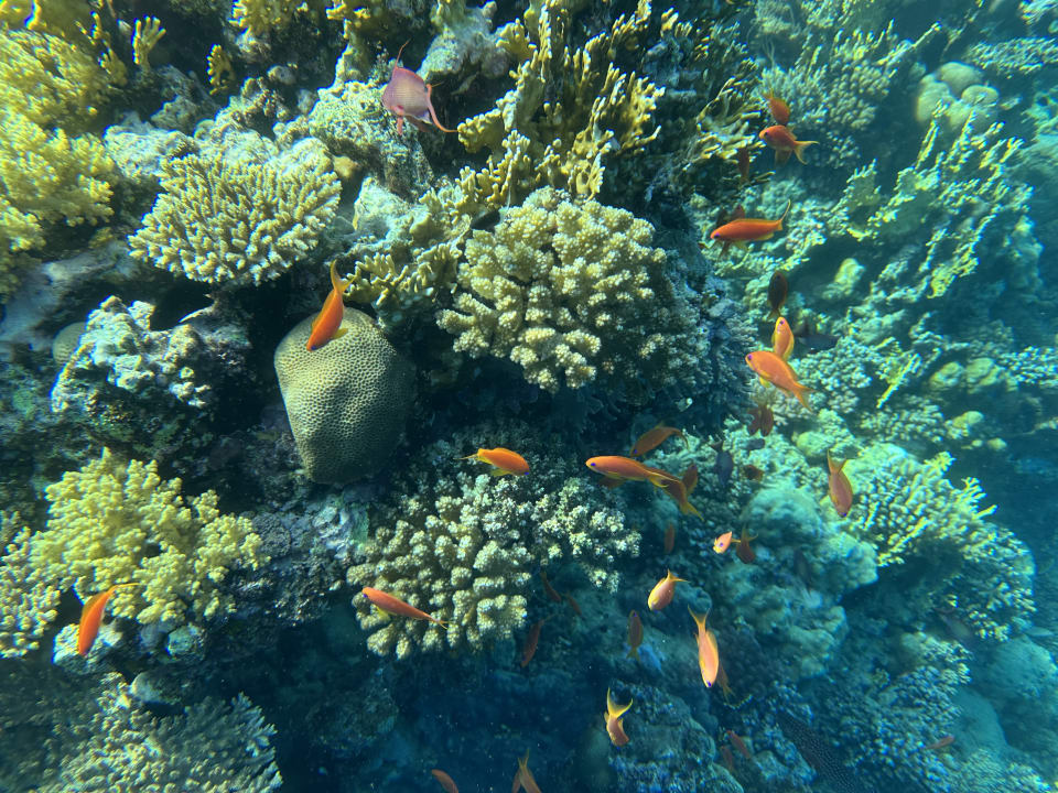 Strand Serenity Alpha Beach