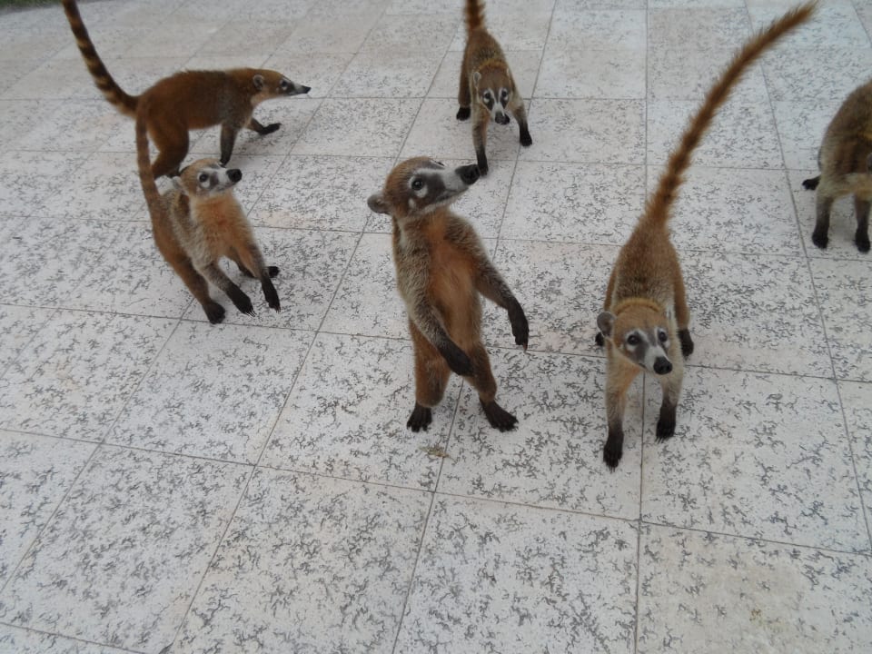 Futtersuche an der Poolbar Grand Palladium Kantenah Resort & Spa