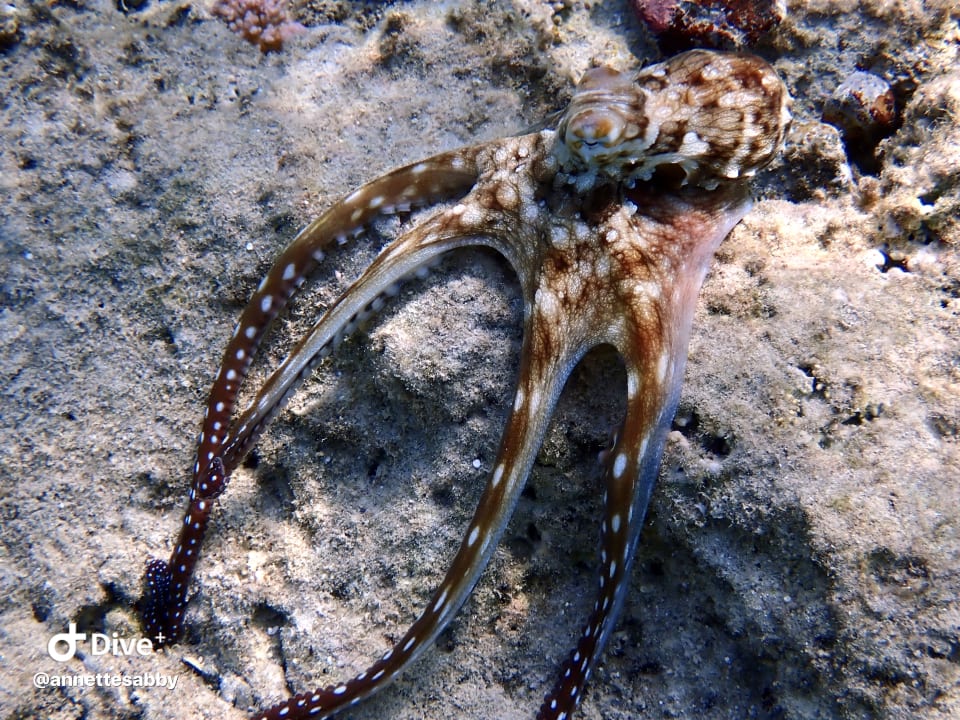 Sport & Freizeit Three Corners Equinox Beach Resort