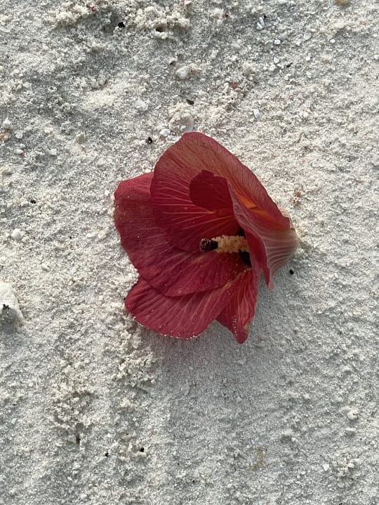 Sonstiges NH Collection Maldives Reethi Resort