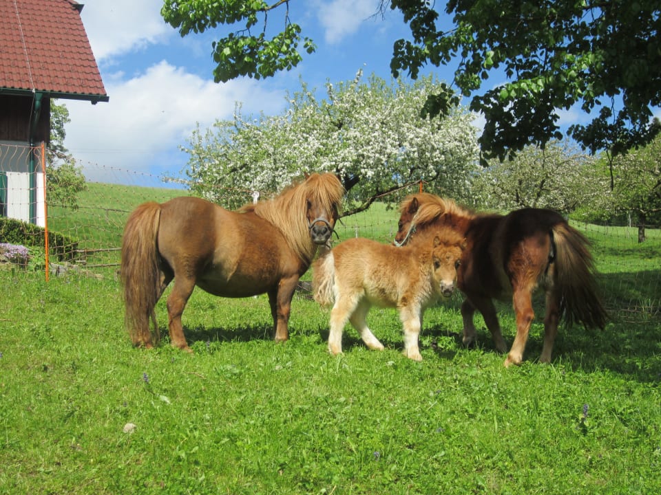 Minishetlandponys Familienbauernhof Haunzwicklhof
