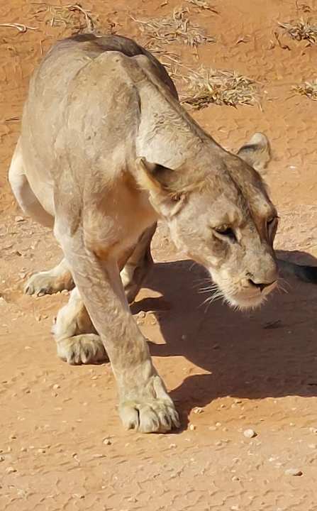 Sonstiges Sentrim Tsavo Lodge