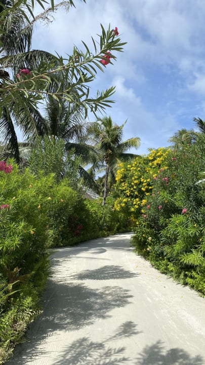 Gartenanlage SAii Lagoon Maldives, Curio Collection by Hilton