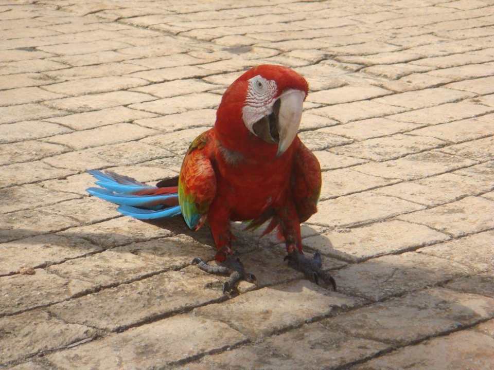 Haustiere im Hotel Hotel Costa Caribe Beach