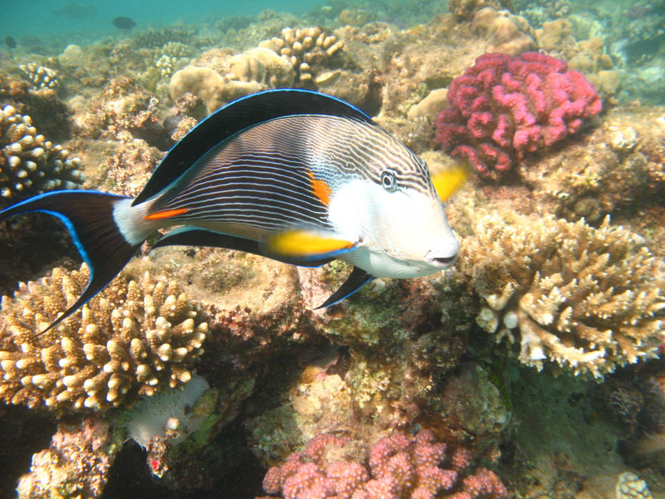 36 Stella Beach Resort & Spa Makadi Bay