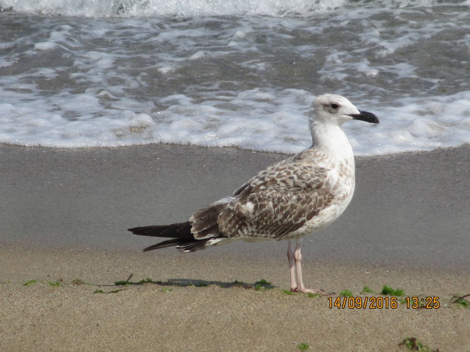 Besucher am Strand HVD Clubhotel Miramar