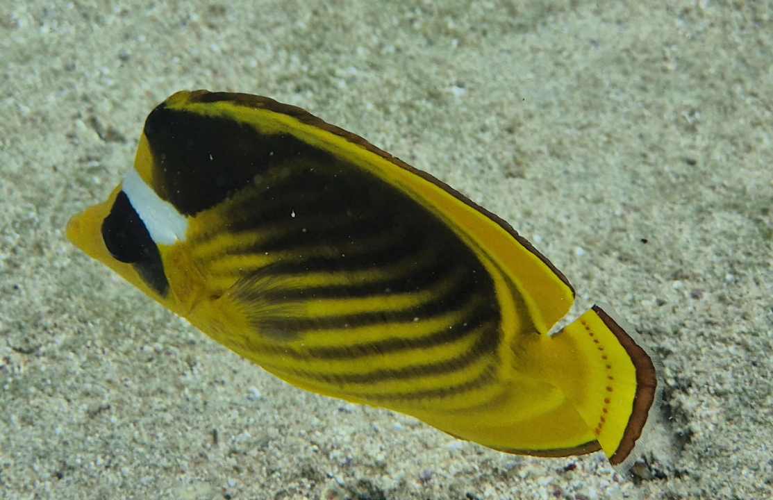 Sonstiges JAZ Neo Reef Marsa