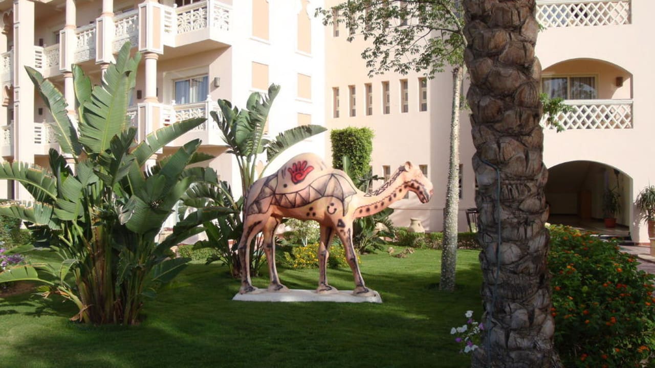Camel Pickalbatros Palace Resort
