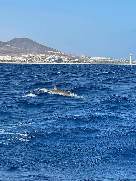 Sonstiges allsun App.-Hotel Esquinzo Beach