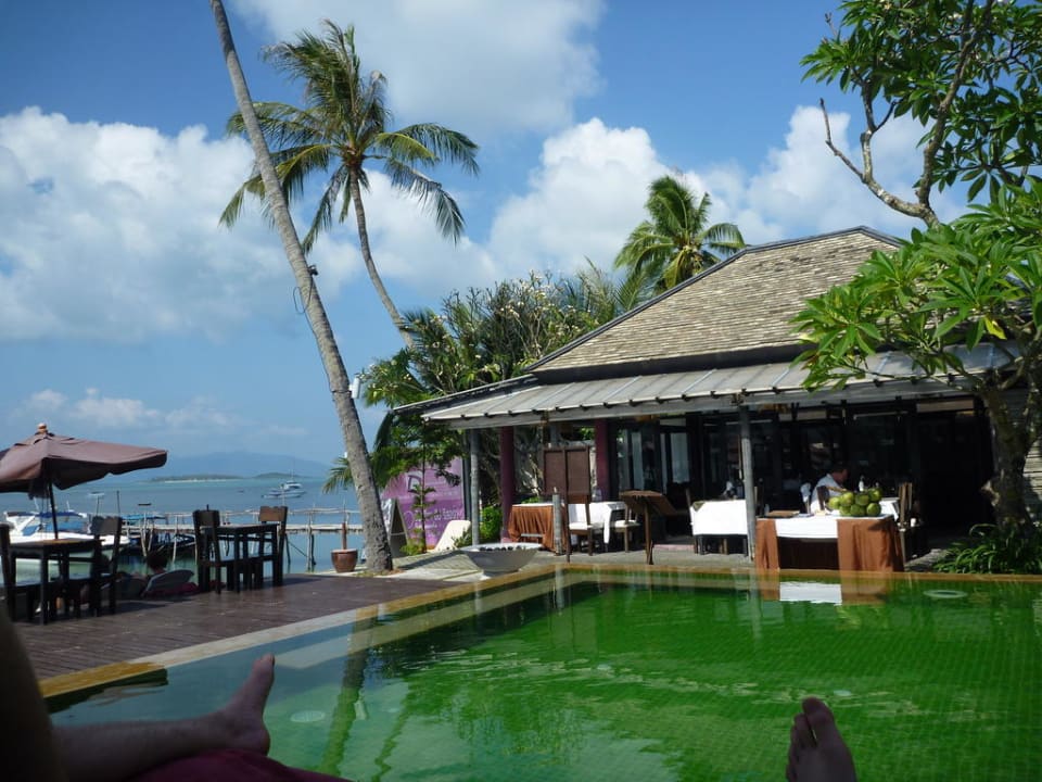 Der "grüne" Pool Punnpreeda Beach Resort