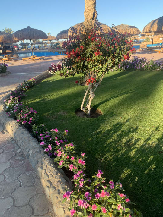 Gartenanlage Three Corners Sea Beach Resort