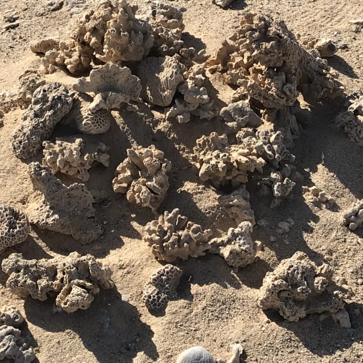 Strand Coral Sun Beach