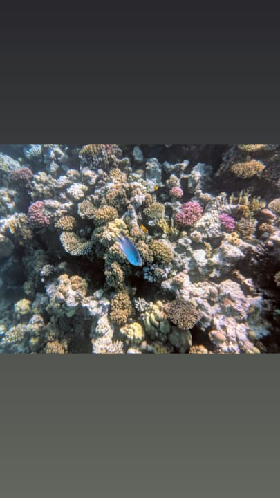 Strand Tropitel Sahl Hasheesh
